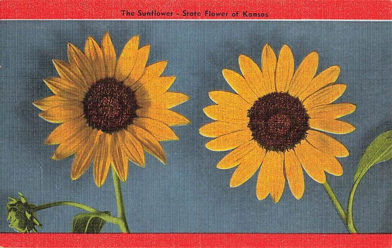 Antique postcard showing two yellow sunflowers with Kansas state flower text