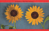 Postcard: The Sunflower | State Flower of Kansas | Antique Linen Vintage Card Sunflower