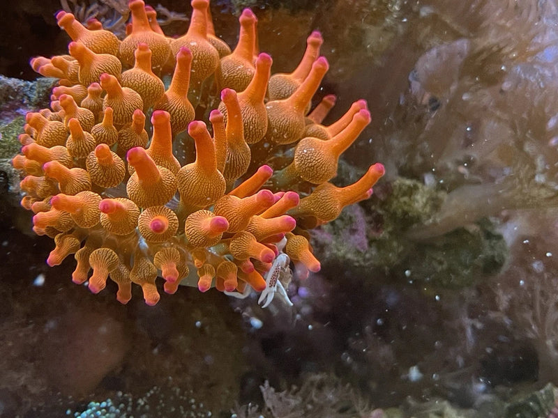Rainbow __  Bubble Tip Anemone 3-5" inch Live Coral RBTA Tank Raised Anemone