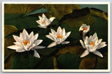Flowers~White Water-Lilies Close Up View~Printed In Switzerland~Vintage Postcard Lily