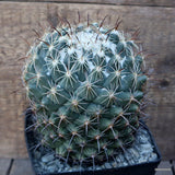 D1177 CORYPHANTHA PALLIDA pot12-H15-W13 cm MaMa Cactus Green Plant