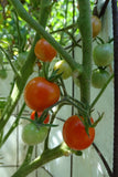 Farthest North Cherry Tomato Garden Plants