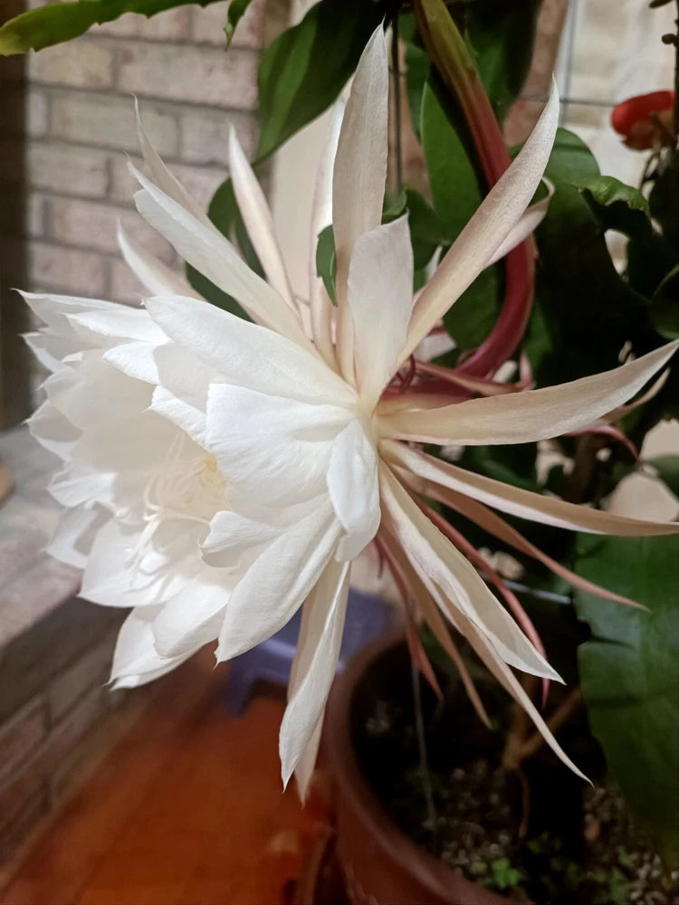 3X CUTTING - Epiphyllum oxipetalum 'Queen of the Night' - 4-6" - Succulent Plant Orchids