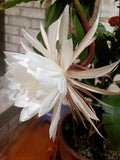 3X CUTTING - Epiphyllum oxipetalum 'Queen of the Night' - 4-6" - Succulent Plant Orchids