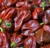CHOCOLATE  HABANERO PEPPER SEEDS 20+ HOT pepper VEGETABLE garden FREE SHIPPING Garden Plants