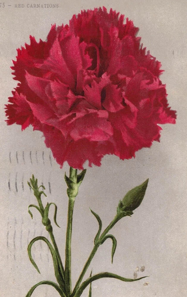 Red carnation bloom with green buds and stems on vintage postcard