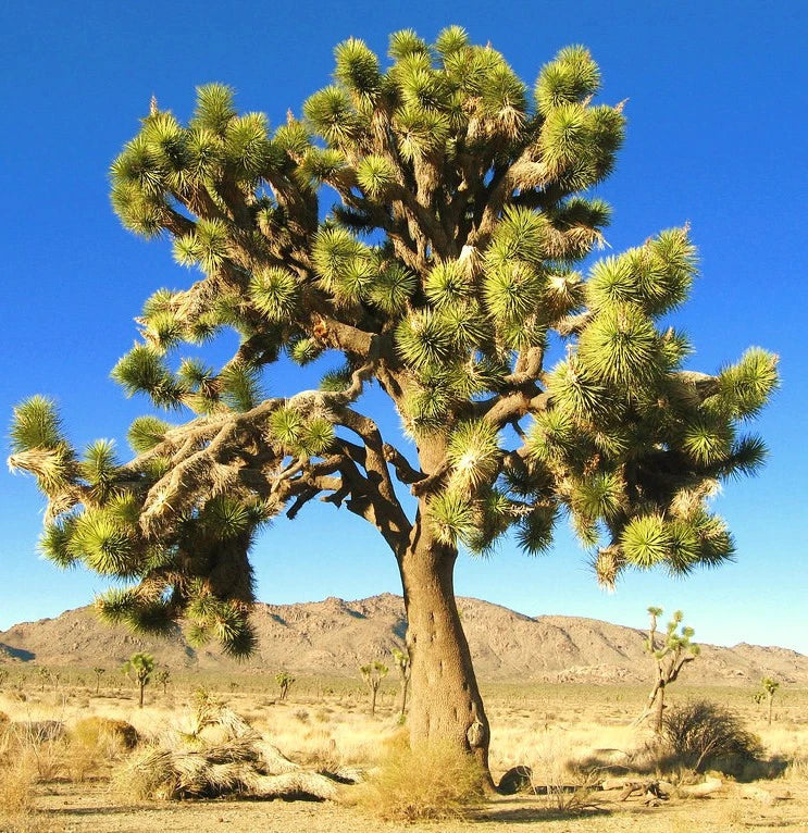 YUCCA BREVIFOLIA, succulent cactus JOSHUA TREE aloe agave garden seed 15 SEEDS Garden Plants
