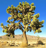 YUCCA BREVIFOLIA, succulent cactus JOSHUA TREE aloe agave garden seed 15 SEEDS Garden Plants