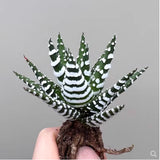 6-7cm Haworthia Succulent Plant Beautiful Plant Home Garden Decoration Plant# Garden Plants
