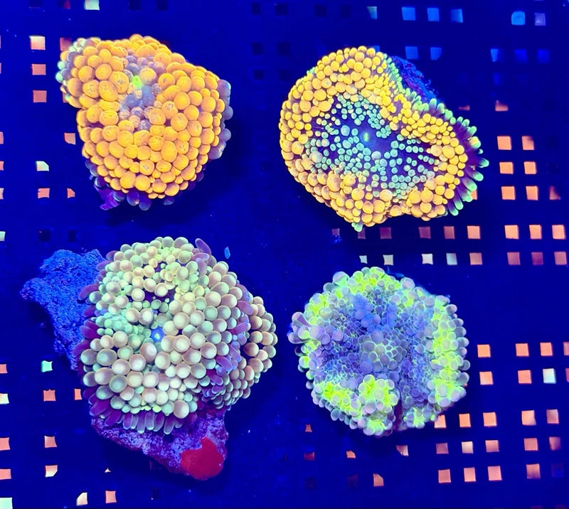 Pack Of 4 Ricordea Mushroom Coral Anemone