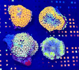 Pack Of 4 Ricordea Mushroom Coral Anemone