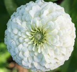WHITE POLAR BEAR ZINNIA FLOWER SEEDS 100+ GARDEN ANNUAL Free Shipping Garden Plants