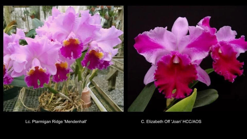Pink and magenta ruffled orchid blooms with yellow centers on green leaves
