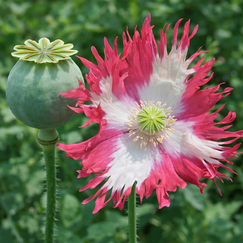 1,000 Rare Afghan Laciniated Poppy Seeds P. Somniferum Fringed & Serrated Blooms Roses