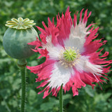 1,000 Rare Afghan Laciniated Poppy Seeds P. Somniferum Fringed & Serrated Blooms Roses