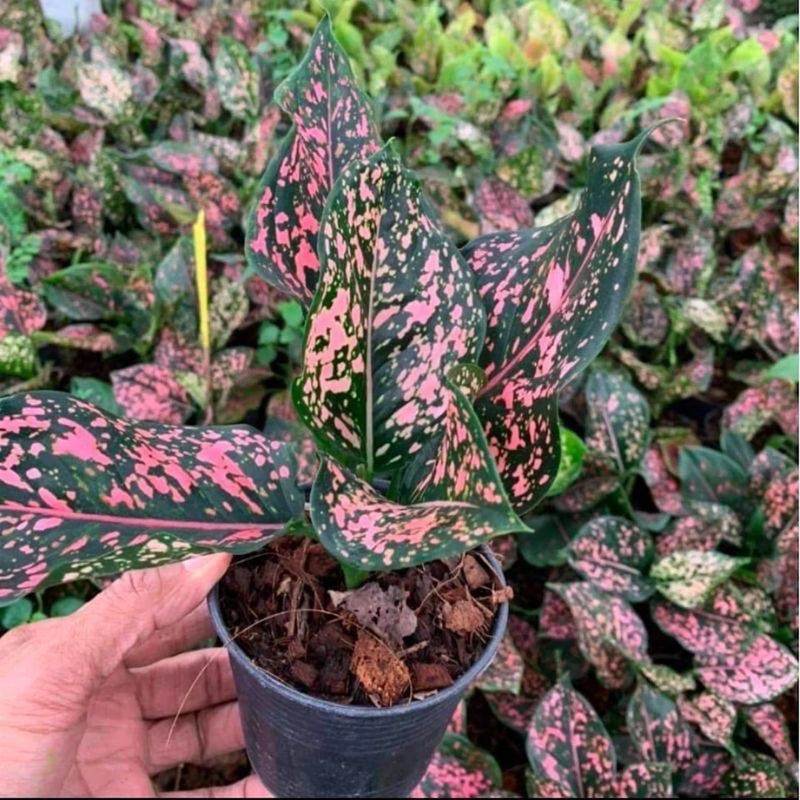 Aglonema live plant in pot with dark green leaves and bright pink speckles
