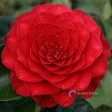 50 Seeds Red Camellia Ornamental Flowering Popular Evergreen Plants Home Garden Flowering Plants