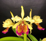 Orchid Eros- C. dowiana v. aurea x sib Orchids