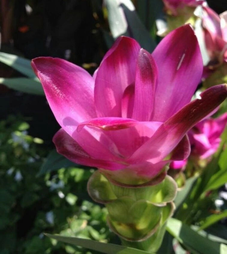 Curcuma flower with pink-red petals and layered bracts