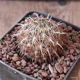 D5154 CORYPHANTHA PALMERI 2181 pot7-H3-W4 cm MaMa Cactus Green Plant