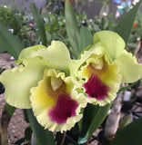 Orchid live Blc. Goldenzelle "Lemmon Chiffon" - bare root Orchids