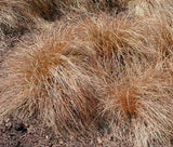 SEDGE WEEPING BROWN Carex Flagellifera - 100 Bulk Seeds Garden Plants