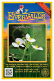 750 Common Arrowhead Wildflower Seeds - Everwilde Farms Mylar Seed Packet Flowering Plants