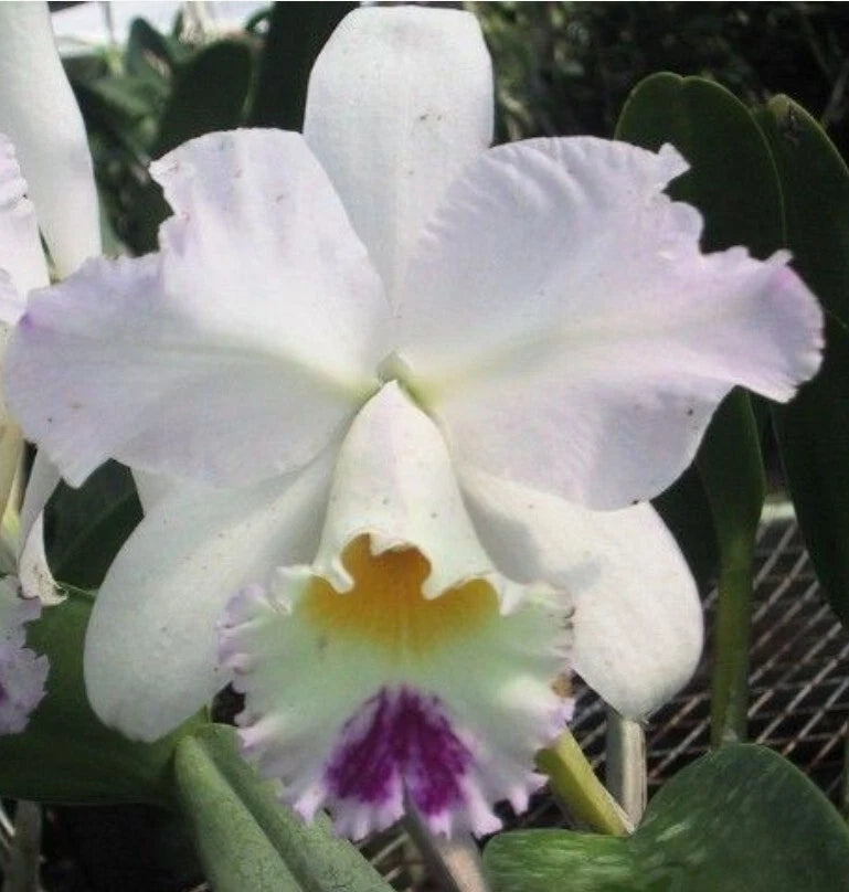 White cattleya orchid bloom with purple center and ruffled petals, green leaves