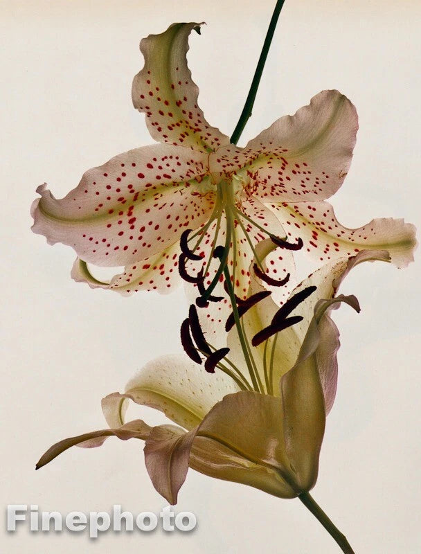 Vintage botanical lily photo art print with white lily blossoms and red speckles