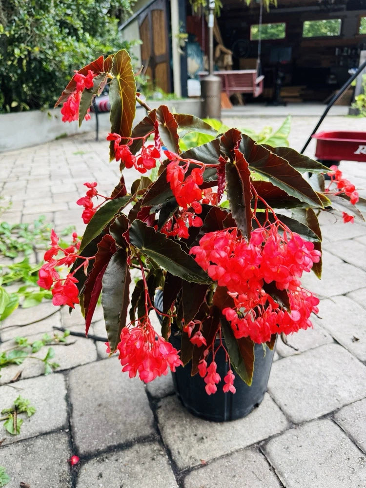 Red begonia plant in pot with drooping red flowers and green leaves
