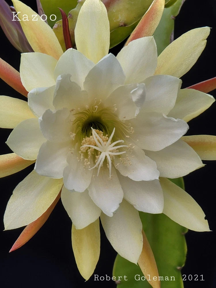 Orchid cactus bloom with pale yellow-white petals and pale stamens, with green buds