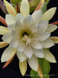 Epiphyllum 'Kazoo' Unrooted Cutting - Rare Orchid Cactus - Beautiful! Orchids