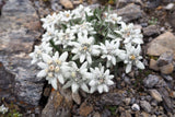 50 EDELWEISS Leontopodium Alpinum Flower Seeds *Flat S/H Flowering Plants