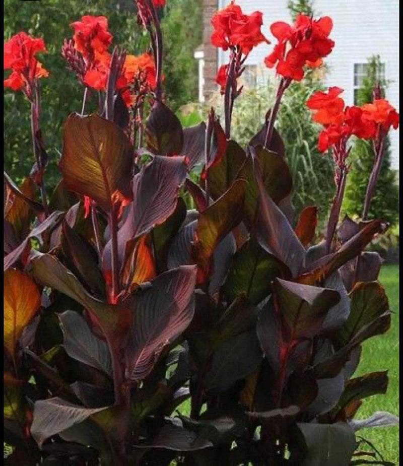 Canna lily bulbs producing red flowers with purple leaves on tall stems