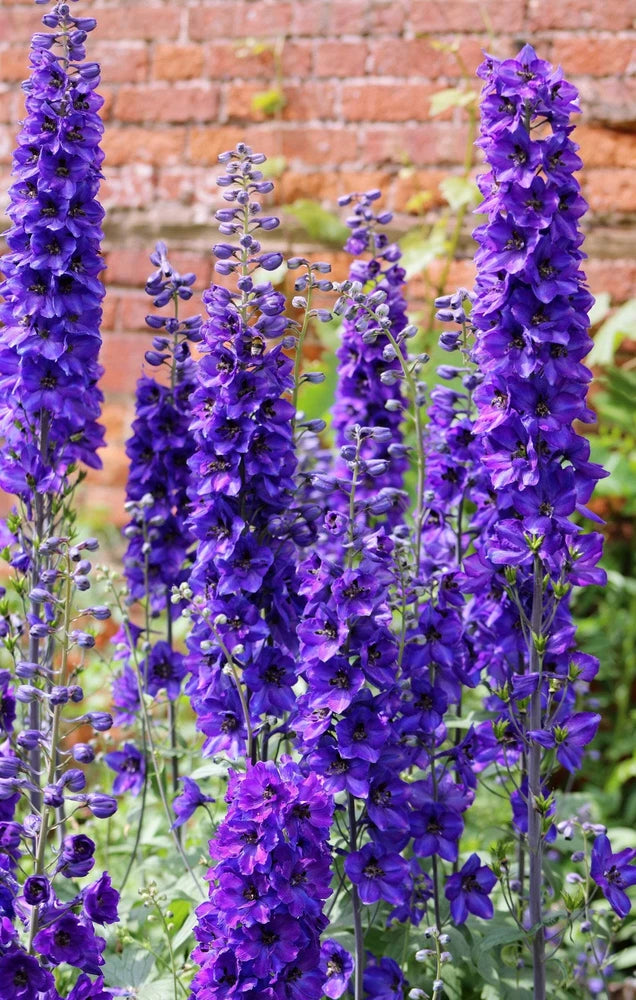 50 BLACK KNIGHT DELPHINIUM Elatum Cultorum Pacific Giant Larkspur Flower Seeds Flowering Plants