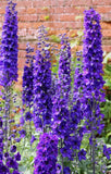 50 BLACK KNIGHT DELPHINIUM Elatum Cultorum Pacific Giant Larkspur Flower Seeds Flowering Plants