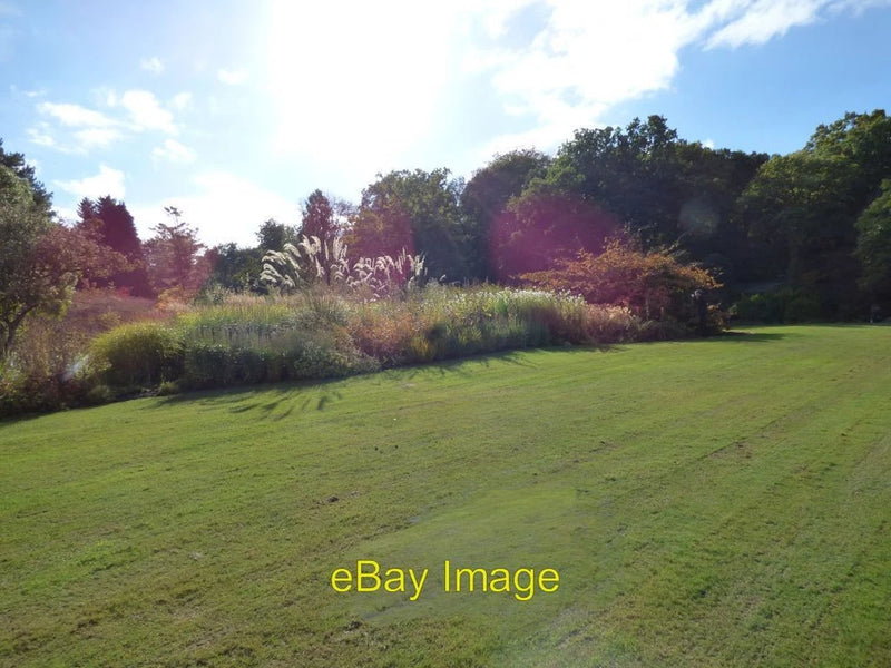 Photo 6x4 Pampas Grass in a flower bed Harrogate Colourful Acers at each  c2016 Pampas Grass