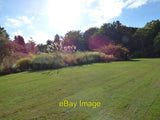 Photo 6x4 Pampas Grass in a flower bed Harrogate Colourful Acers at each  c2016 Pampas Grass