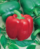 50+ CALIFORNIA WONDER BELL PEPPER SEEDS NON-GMO FRESH FOR YOUR GARDEN Garden Plants