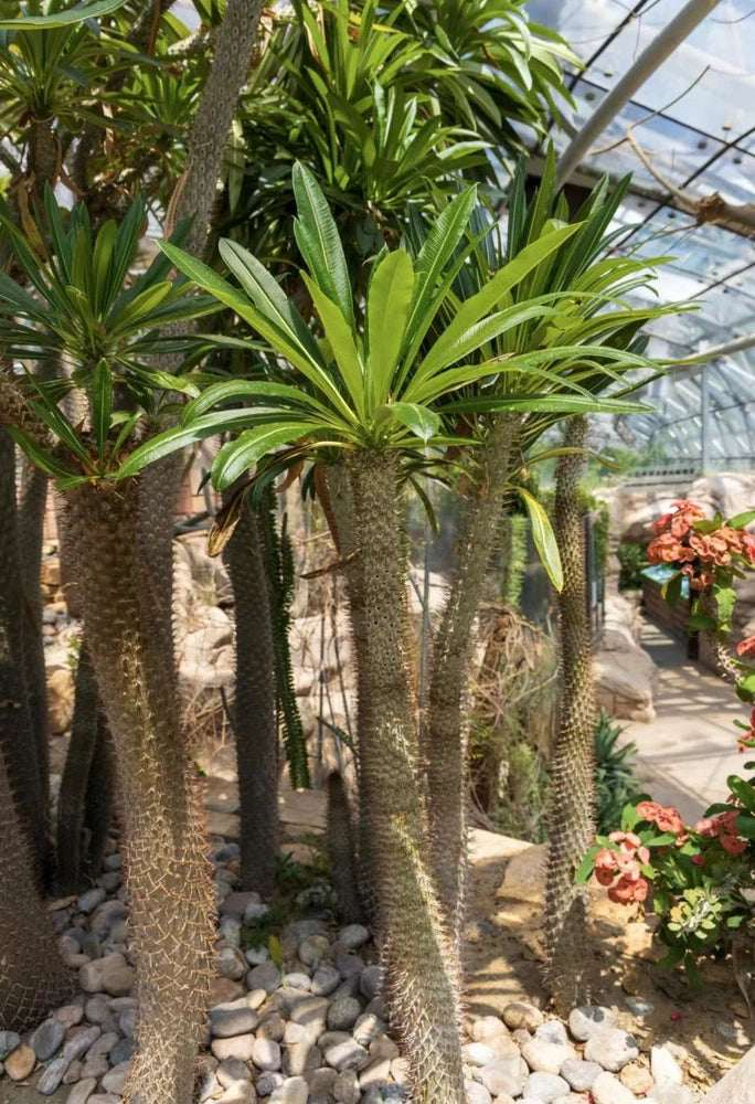 Pachypodium rosulatum var. gracilius plant with spiky green leaves on stout stems