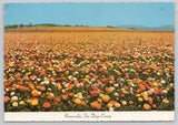 Postcard California San Diego County Field of Ranunculus Flowers 69C Ranunculus