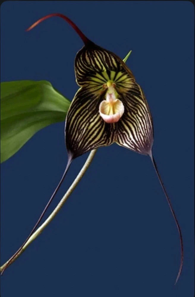Striped black and cream orchid flower with three long hanging stems