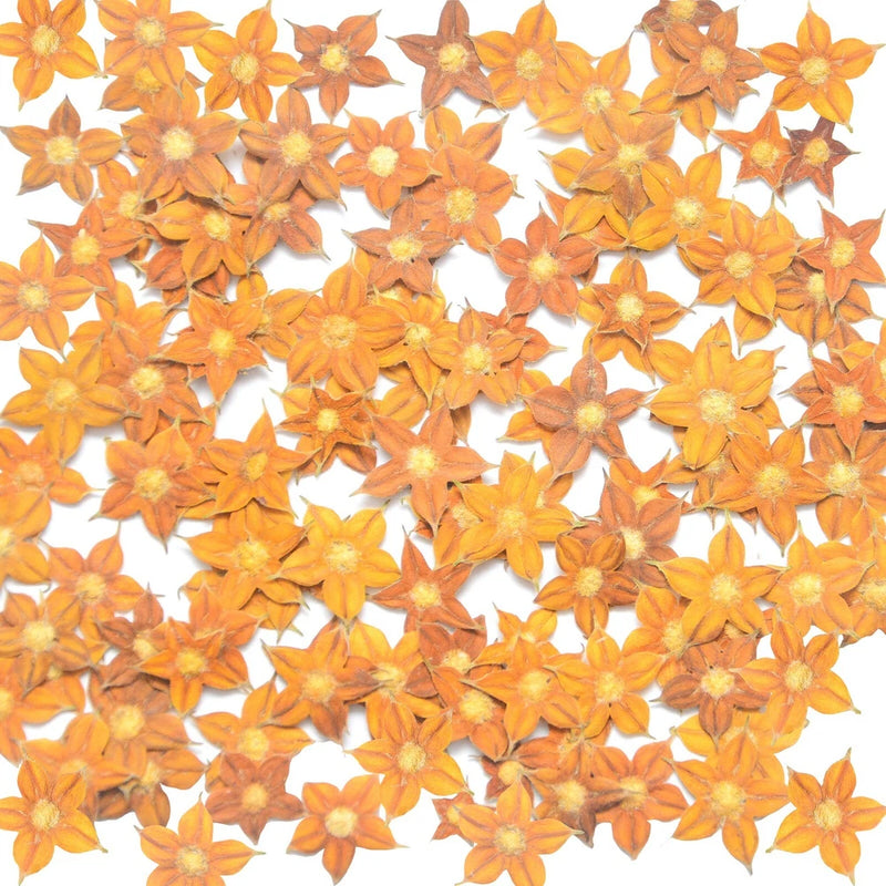 Pressed star-shaped 5-petal dried flowers, natural yellow and orange, scattered bundle
