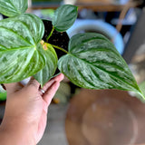 Philodendron Majestic Ornamental Plant Green Plant