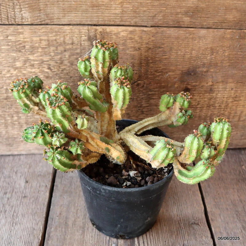 D4484 EUPHORBIA FRUTICOSA V. MINOR pot15-H18-W28 cm MaMa Cactus Green Plant