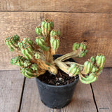 D4484 EUPHORBIA FRUTICOSA V. MINOR pot15-H18-W28 cm MaMa Cactus Green Plant