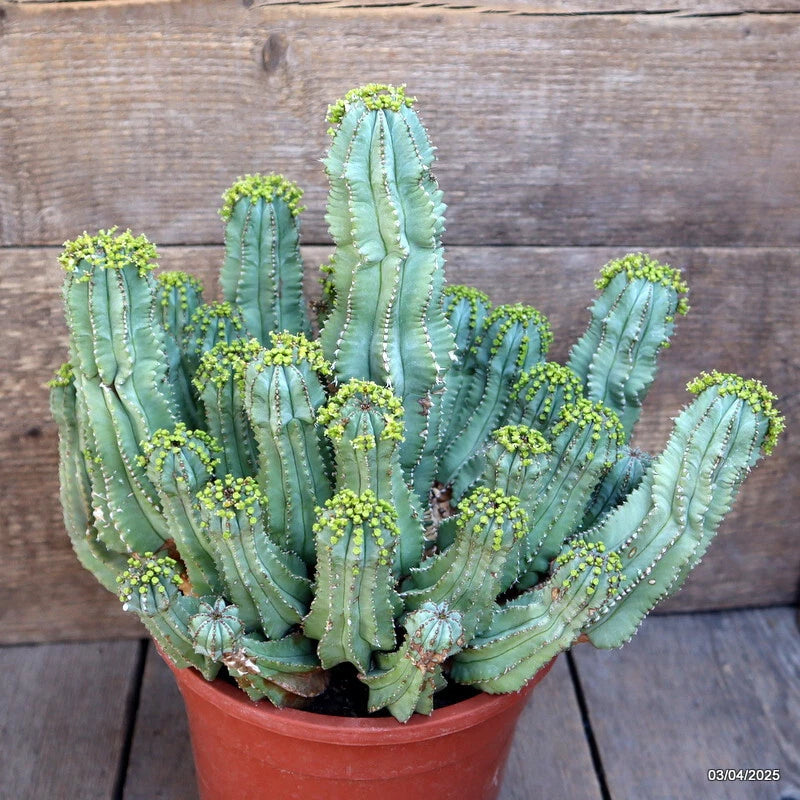Potted green Euphorbia cactus in terracotta pot, upright stems, yellow-green buds