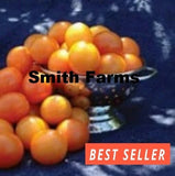 50+ Seeds Amarillo Tomato Juicy Easy to Grow Vegetable Garden Planting Garden Plants