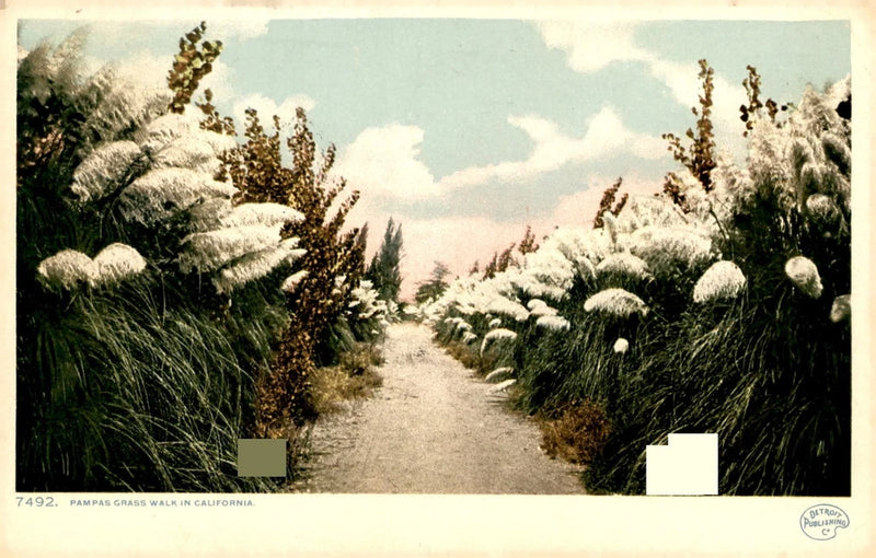 Pampas Grass Walk, California, Detroit Publishing Co., college, Postcard Pampas Grass