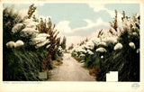 Pampas Grass Walk, California, Detroit Publishing Co., college, Postcard Pampas Grass